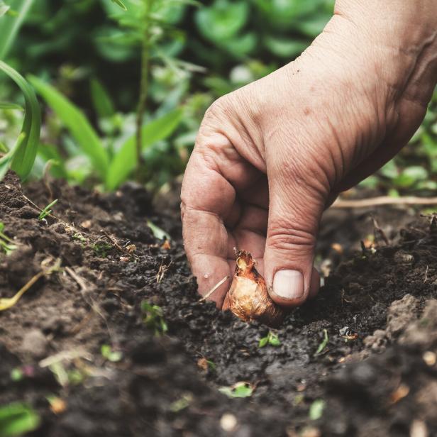 Eine Frauenhand setzt Blumenzwiebeln in die Erde. Nahaufnahme, Konzept der Gartenarbeit.