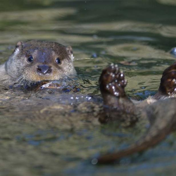 Fischotter liegt im Wasser