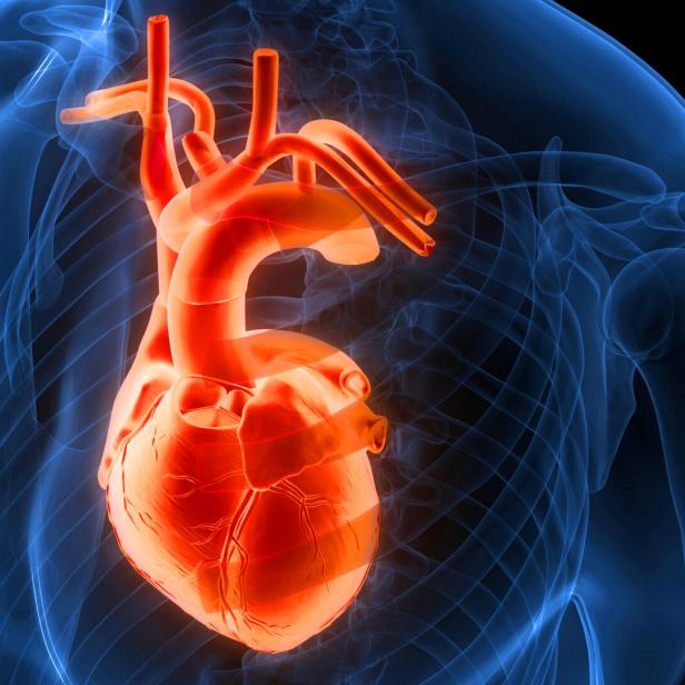Das Bild zeigt eine grafische Illustration des menschlichen Herzens. Man sieht auch die aufsteigende Aorta, die direkt aus der linken Herzkammer entspringt.