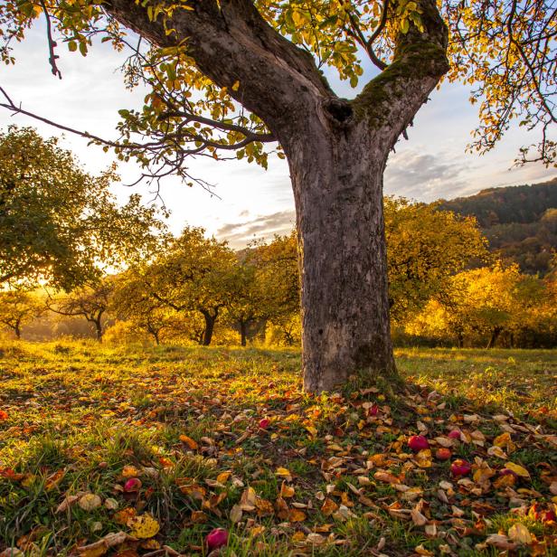 Ein Obstgarten im Herbst mit reifen Äpfeln unter den Bäumen.