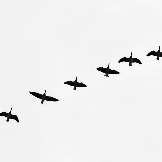 Acht Vögel fliegen in einer diagonalen Formation am Himmel.