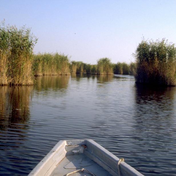 Blick von einem Boot auf einen Fluss, der von Schilf gesäumt ist.