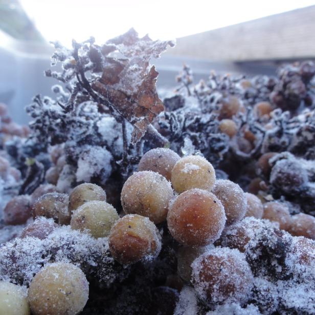 Nahaufnahme von kleinen, runden Früchten und Ästen, die mit Schnee bedeckt sind.