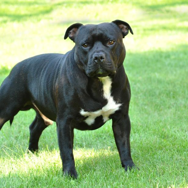 Ein schwarzer Staffordshire Bullterrier steht auf einer grünen Wiese.