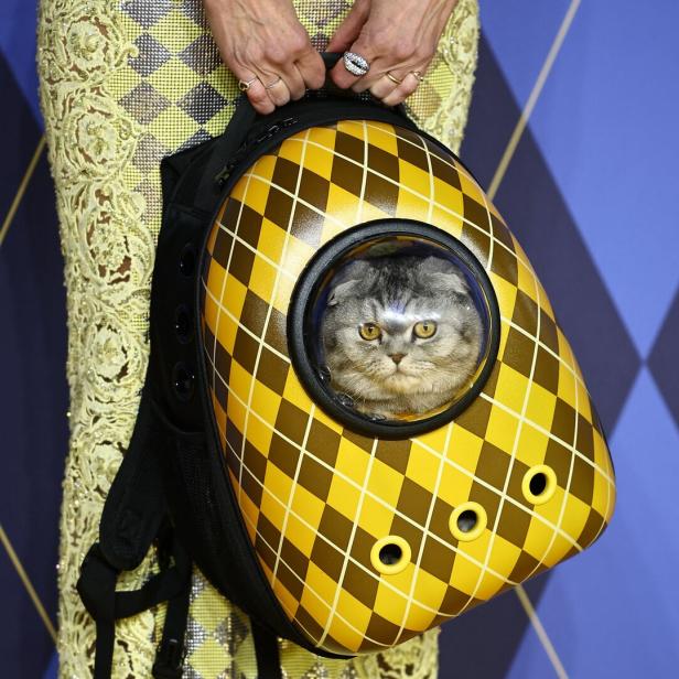 Eine Frau trägt einen gelb-braun karierten Rucksack mit einer Katze in einem Fenster.