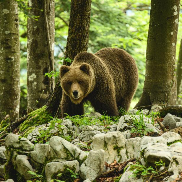 Braunbär im Wald in Slowenien.