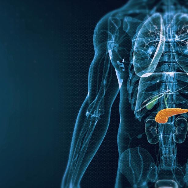Human Pancreas Anatomy