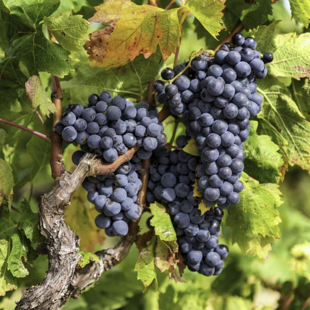 Nahaufnahme von blauen Trauben, die an einem Weinstock reifen.