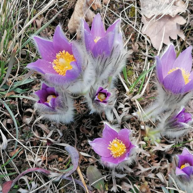Violette Kuhschellen blühen in der Wiese in der Wachau.