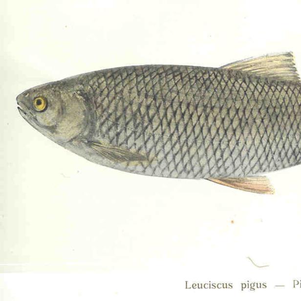 Ein Pigo (Leuciscus pigus) Fisch, dargestellt in einer Illustration.