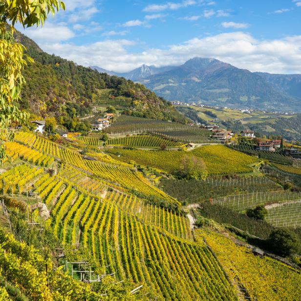 Blick auf Weinberge in Hanglage mit Bergen im Hintergrund.