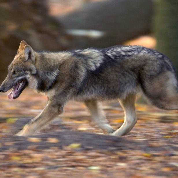 Schärferes Vorgehen gegen Wolf in Salzburg