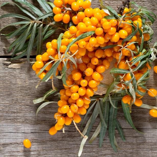 Ein Zweig mit leuchtend orangefarbenen Sanddornbeeren liegt auf einer Holzoberfläche.