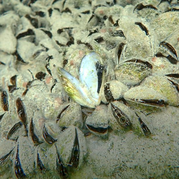 Eine Ansammlung von Muscheln auf einem sandigen Untergrund unter Wasser.