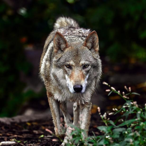 Porträt eines grauen Wolfs Canis Lupus, eine Nahaufnahme eines Raubtiers.