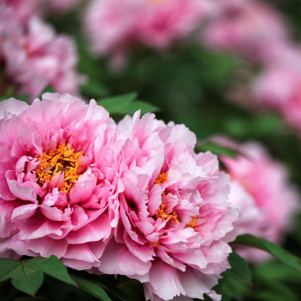 Nahaufnahme von rosa Pfingstrosen mit gelben Staubgefäßen.