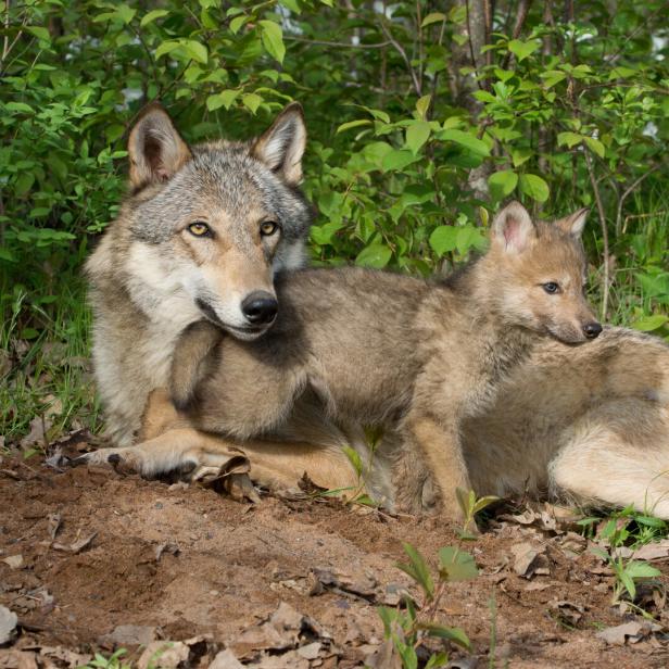 Ein Wolf liegt mit einem Welpen im Gras vor einem grünen Hintergrund.