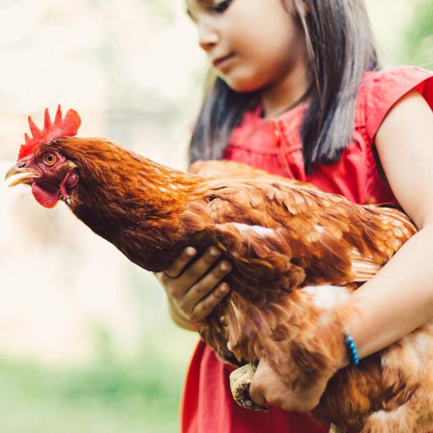 Der Traum vom Eigenhuhn: Wie es wirklich ist, Hühner im Garten zu halten