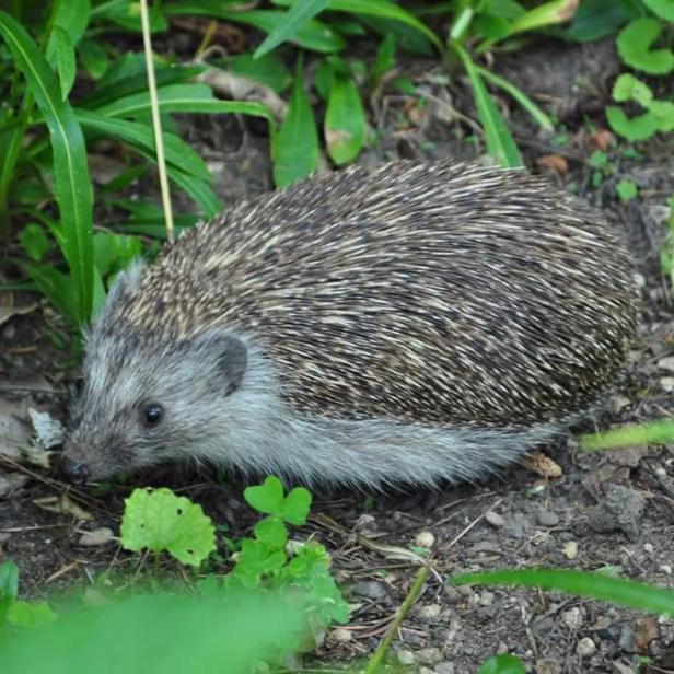 Ein Igel läuft am Boden zwischen grünen Pflanzen und Blättern.