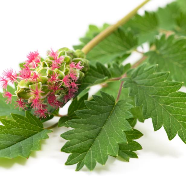Ein Zweig mit grünen Blättern und einer Blüte mit pinkfarbenen Staubfäden.