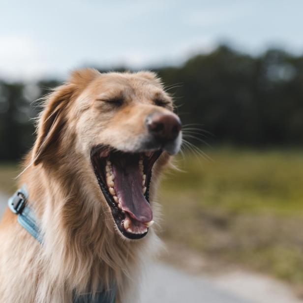 Dog yawning outdoors