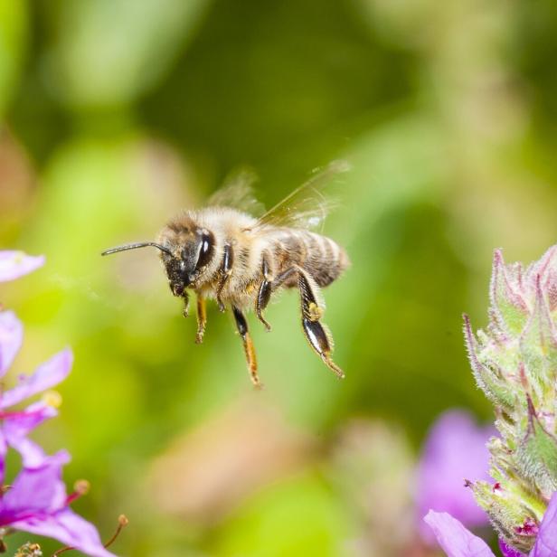 Eine Biene fliegt auf lila Blüten zu.
