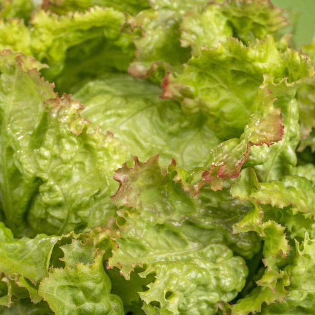 Nahaufnahme eines Kopfes grünen Pflücksalats mit roten Rändern.