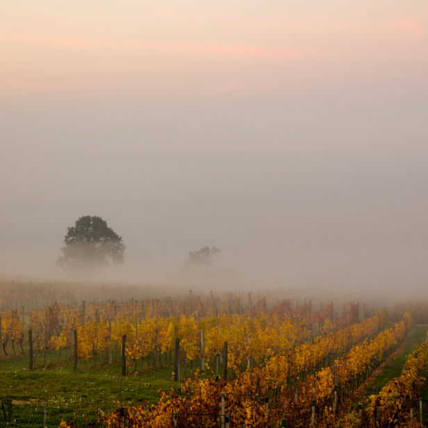 Ein Weinberg im Nebel bei Sonnenaufgang mit gelben und roten Blättern.