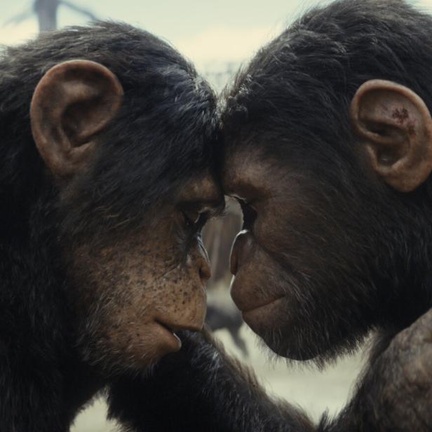 Der junge Affe Noa trifft nach langer Suche auf seine Jugendfreundin: „Planet der Affen: New Kingdom“