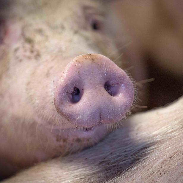 Nahaufnahme vom Rüssel eines Schweins.