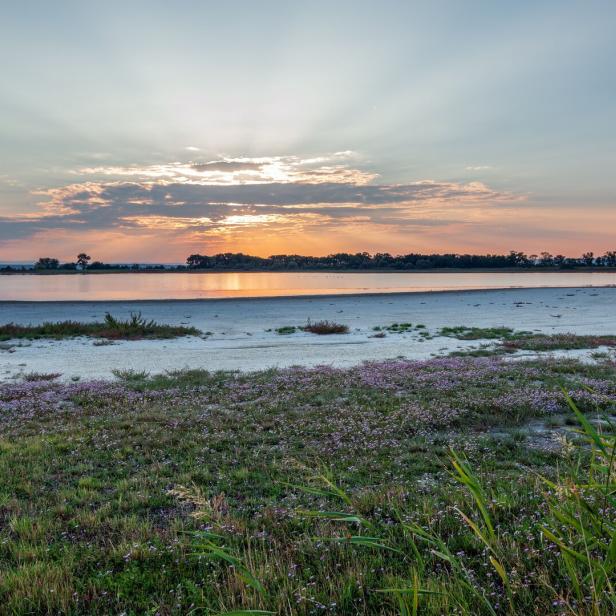 Blick über den Nationalpark Neusiedler See bei Sonnenuntergang.