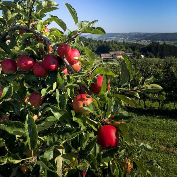 Reife, rote Äpfel hängen an einem Baum in der Steiermark.