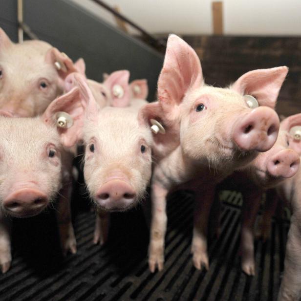 Schweine, Diesel, Wölfe: Zwist zwischen Grünen und ÖVP-Bauern verschärft sich