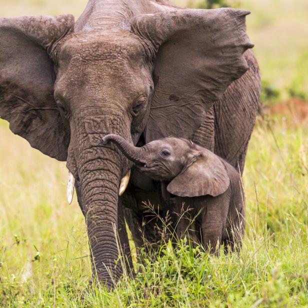 Mutter- und Babyelefant rüsseln in der Wildnis.