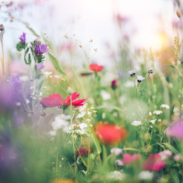 Eine bunte Blumenwiese mit roten, violetten und weißen Blüten im Gegenlicht.