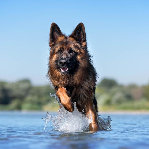 Ein Schäferhund läuft bei blauem Himmel durchs Wasser.
