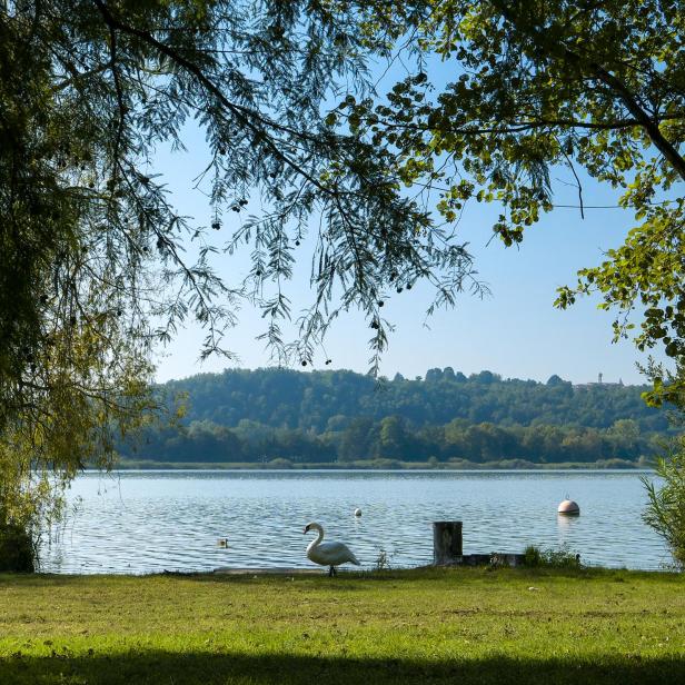 Ein Schwan steht am Ufer eines Sees, im Hintergrund bewaldete Hügel.