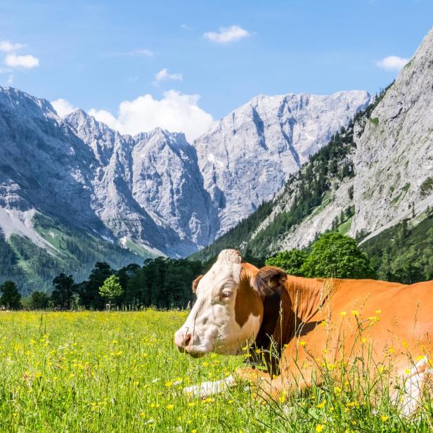 Schluss mit Urlaub auf der Alm? Die Zahl der Almbetriebe geht zurück