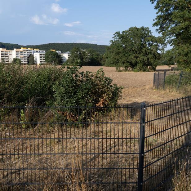 Die mögliche Verbauung dieser Wiese sorgt für emotionale Debatten in Breitenfurt im Bezirk Mödling.