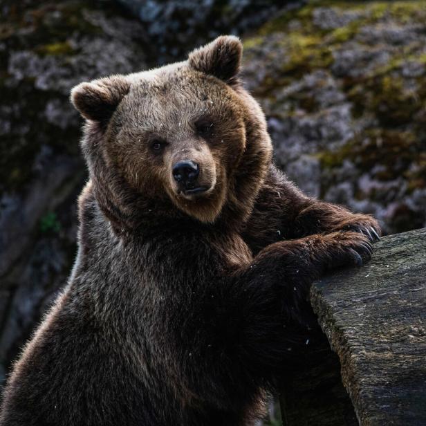 Ein Braunbär lehnt an einem Baumstamm und blickt in die Kamera.