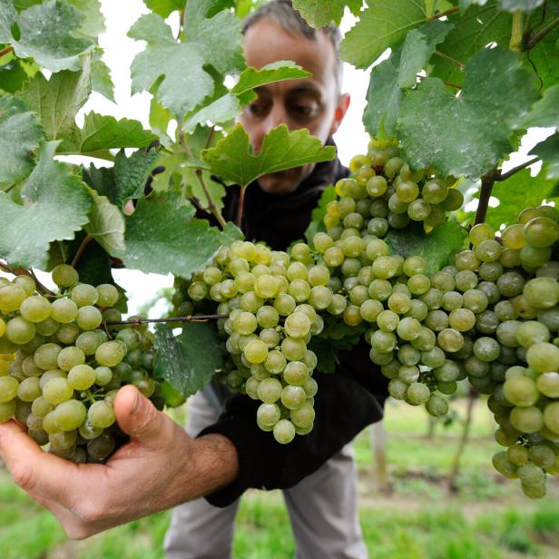 Ein Mann betrachtet eine reiche Ernte grüner Trauben im Weinberg.
