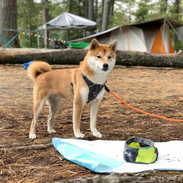 Ein Shiba Inu steht auf einem Campingplatz.