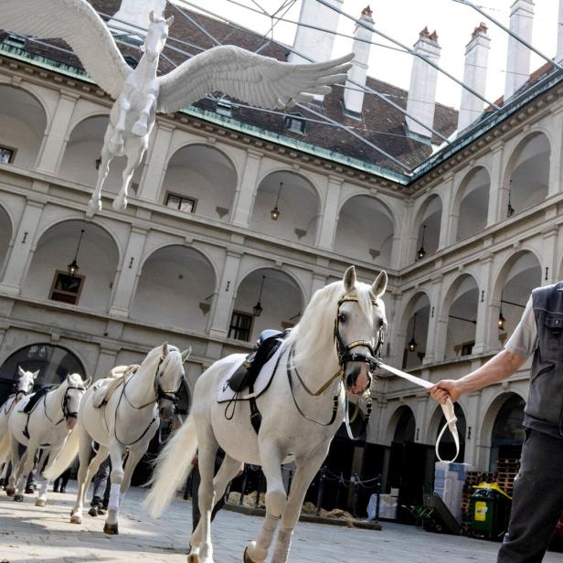 Lipizzaner in der Hofreitschule