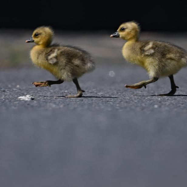 Zwei flauschige Gänseküken laufen über eine asphaltierte Fläche.