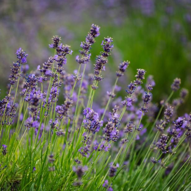 Der perfekte Schnitt, damit der Lavendel wieder blüht