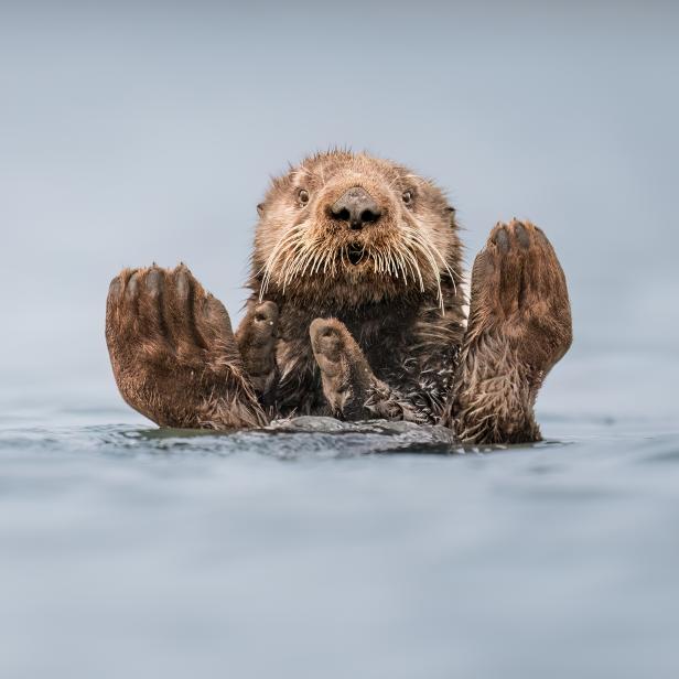Ein Seeotter schwimmt auf dem Rücken und hält seine Pfoten hoch.