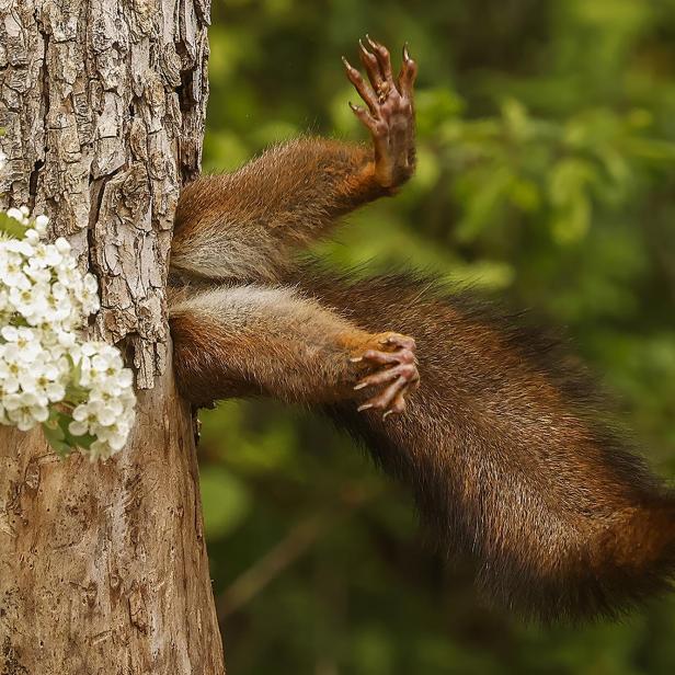 Ein Eichhörnchen steckt in einem Baum fest, Gewinner der Wildlife Comedy Awards 2024.