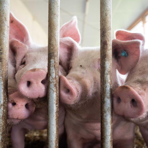 Schweine drängen sich in Stall.