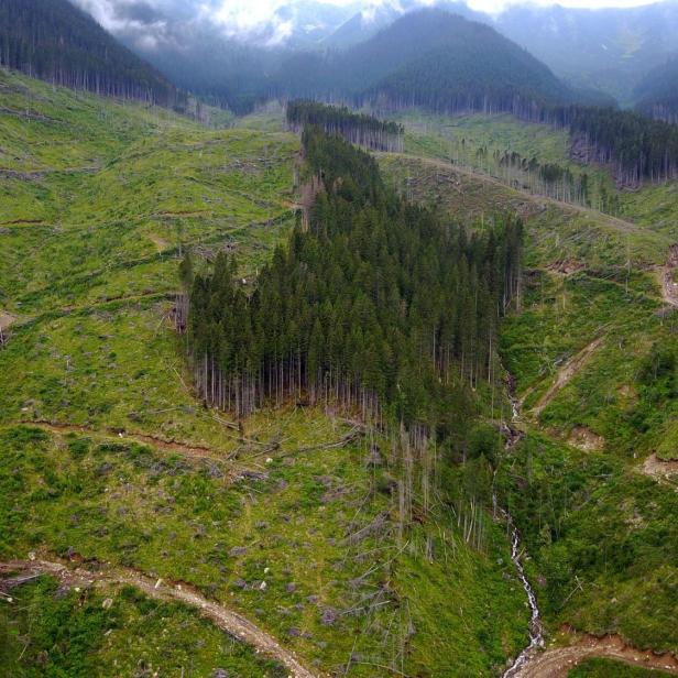 Kahlschläge in Rumäniens Fagaras-Gebirge