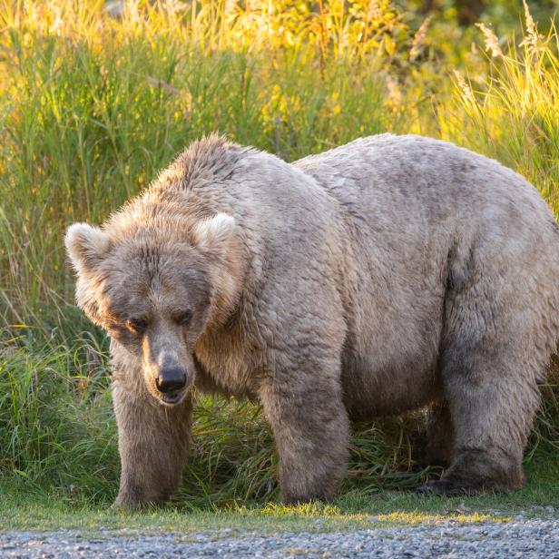 Ein Braunbär steht im hohen Gras.